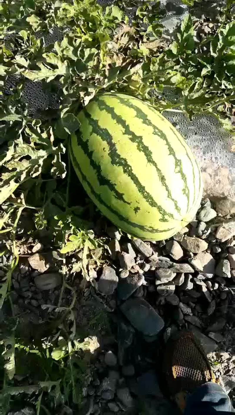 宁夏，硒砂瓜