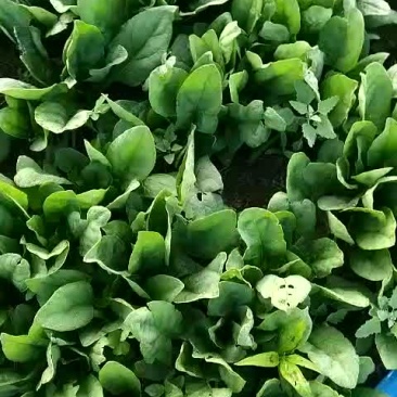 大叶菠菜20到24厘米