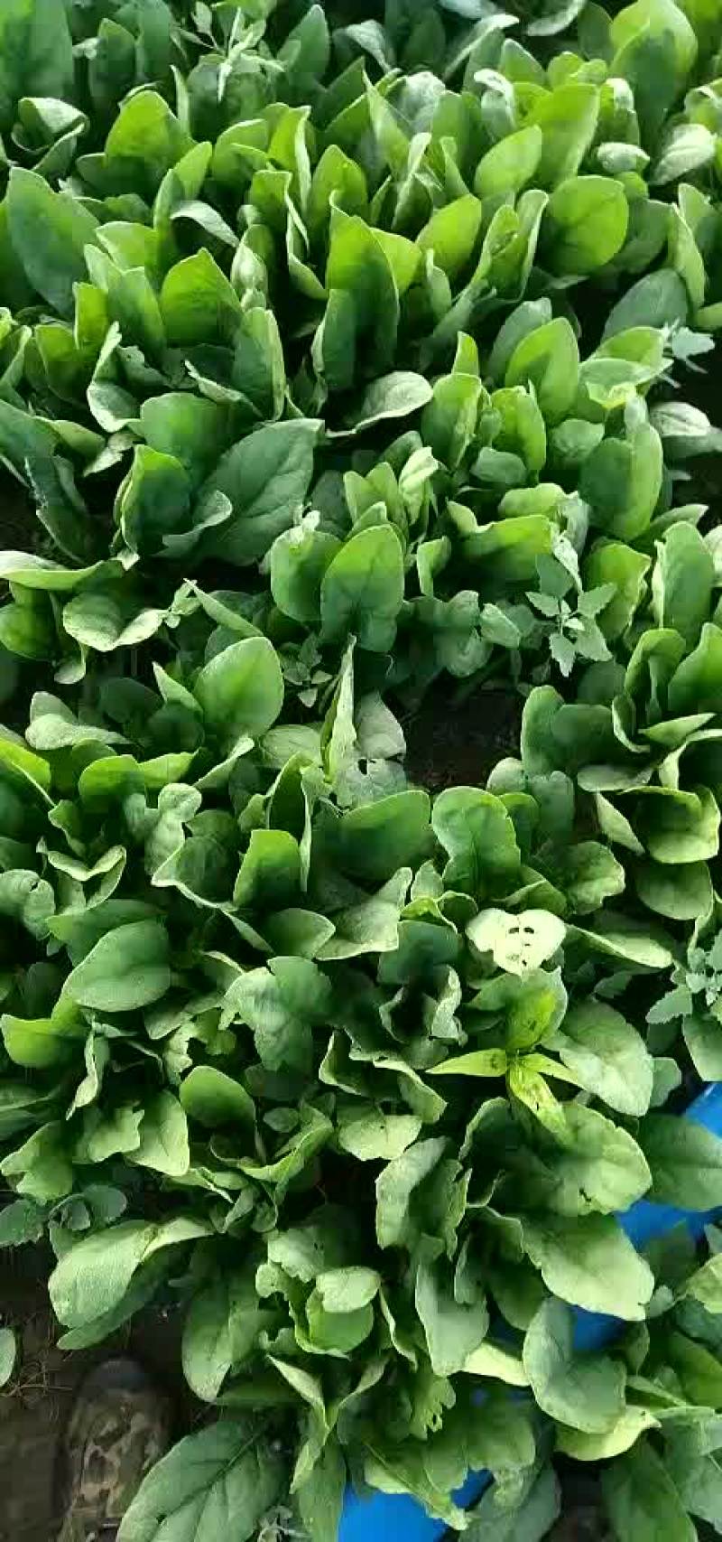 大叶菠菜20到24厘米