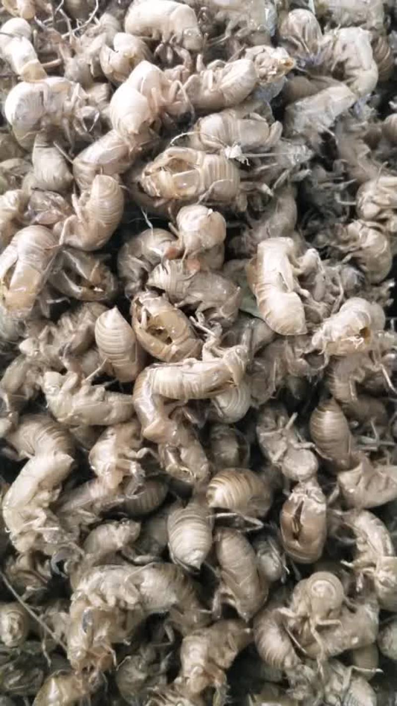 开封沙地蝉蜕