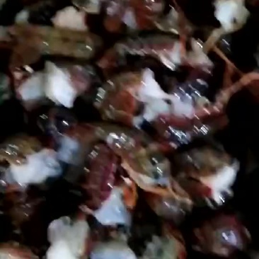 湖北潜江新鲜龙虾尾批发现货