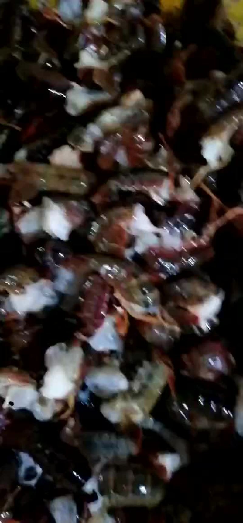 湖北潜江新鲜龙虾尾批发现货