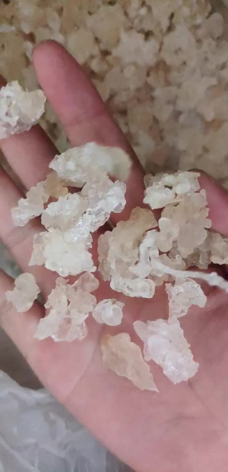 缅甸特级拉丝雪燕产地直销