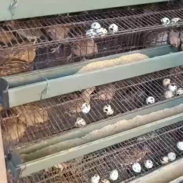 鹌鹑种蛋