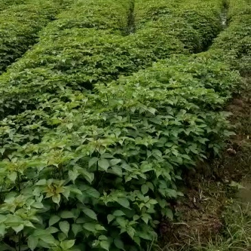 重阳木小苗。