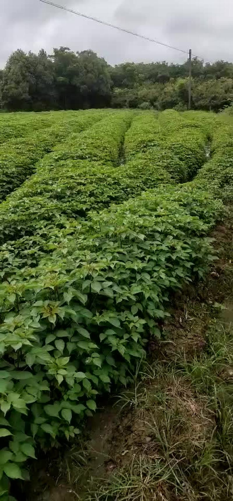 重阳木小苗。