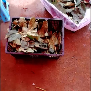 云南紫色无花果供应