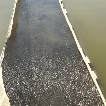 天津静海区学国鱼苗养殖场