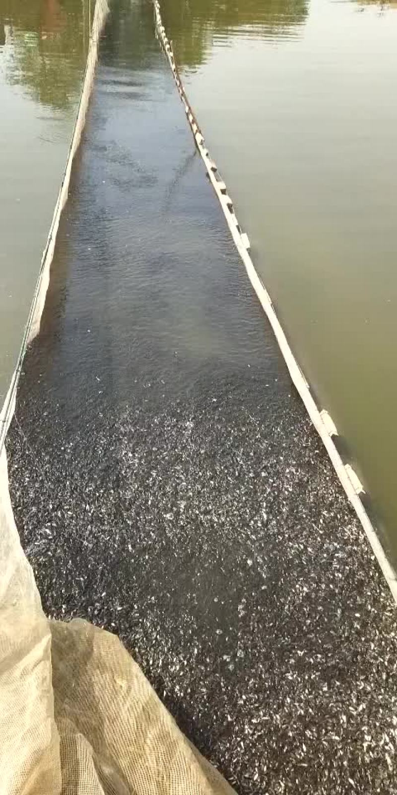 天津静海区学国鱼苗养殖场
