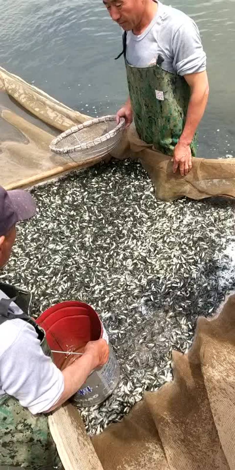 天津静海区学国鱼苗养殖场