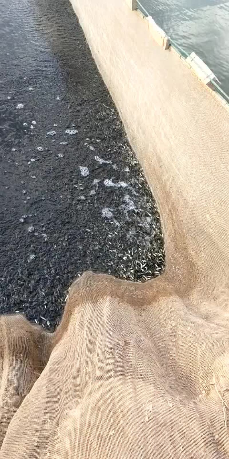 天津静海区学国鱼苗养殖场