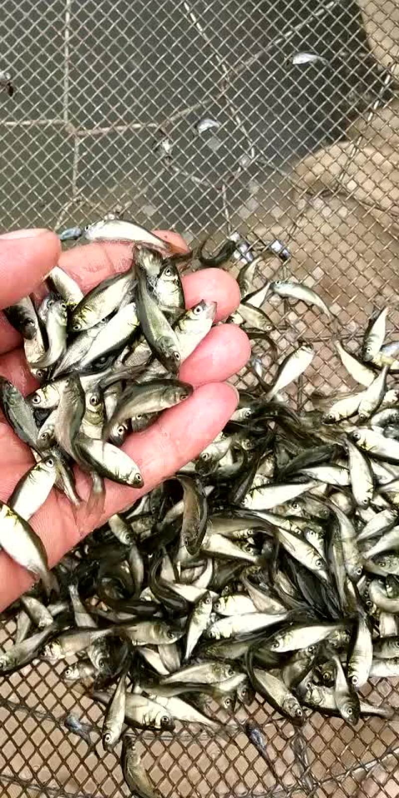 销售各种鱼苗春片，夏花