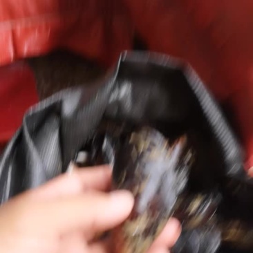 青口贝