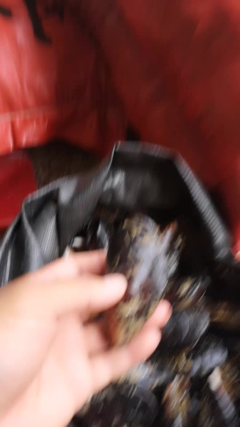 青口贝