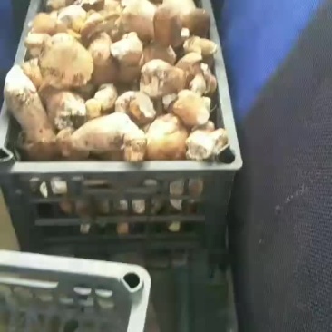 牛肝菌，大腿蘑