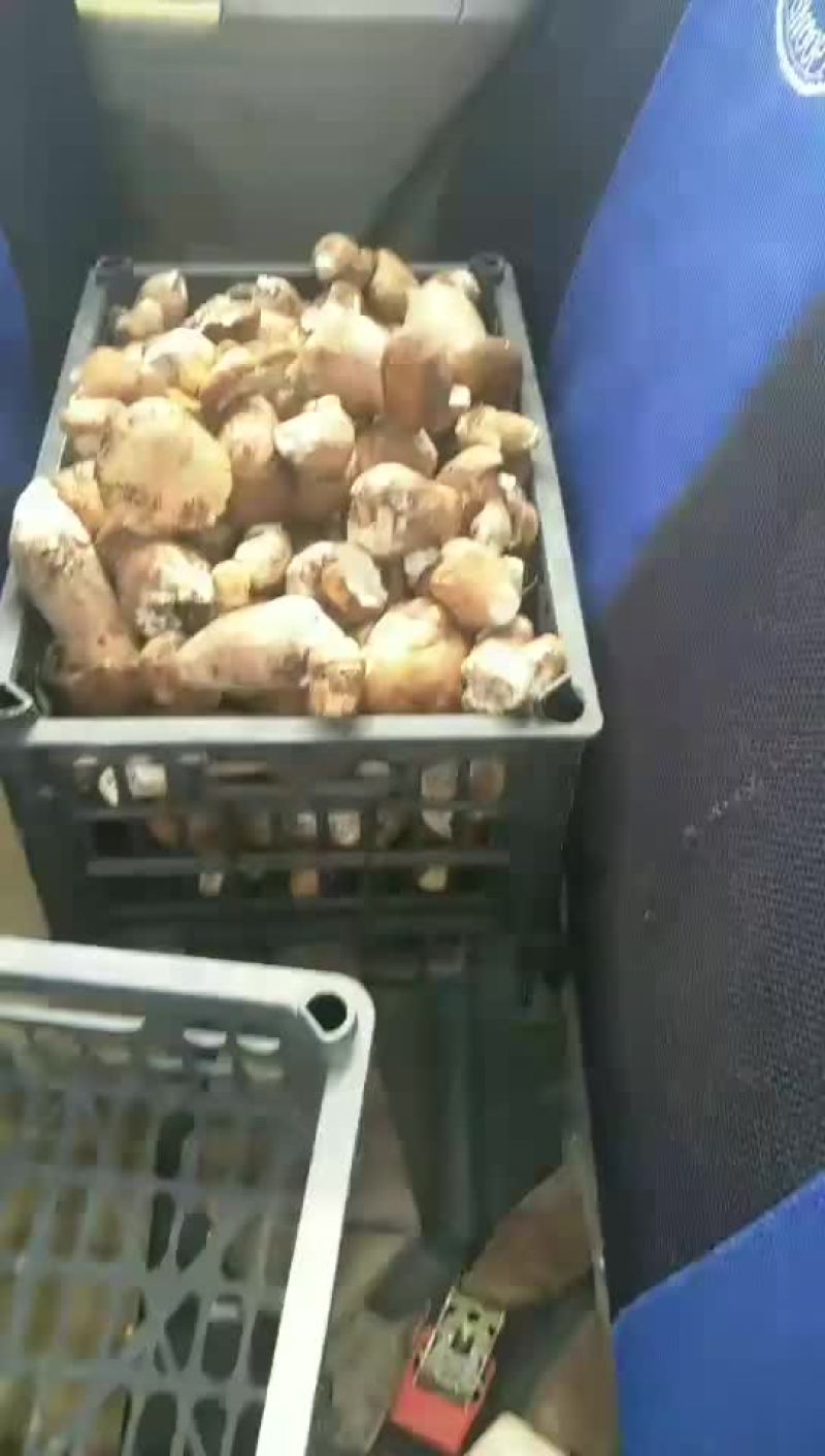 牛肝菌，大腿蘑