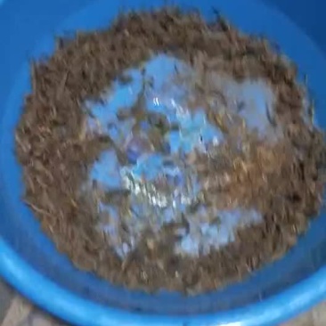蝎子纯野生活蝎，全蝎，质优