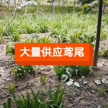 鸢尾量大