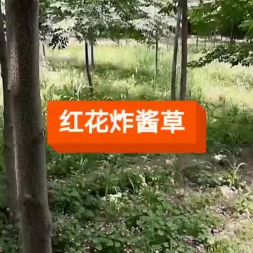红花炸酱草