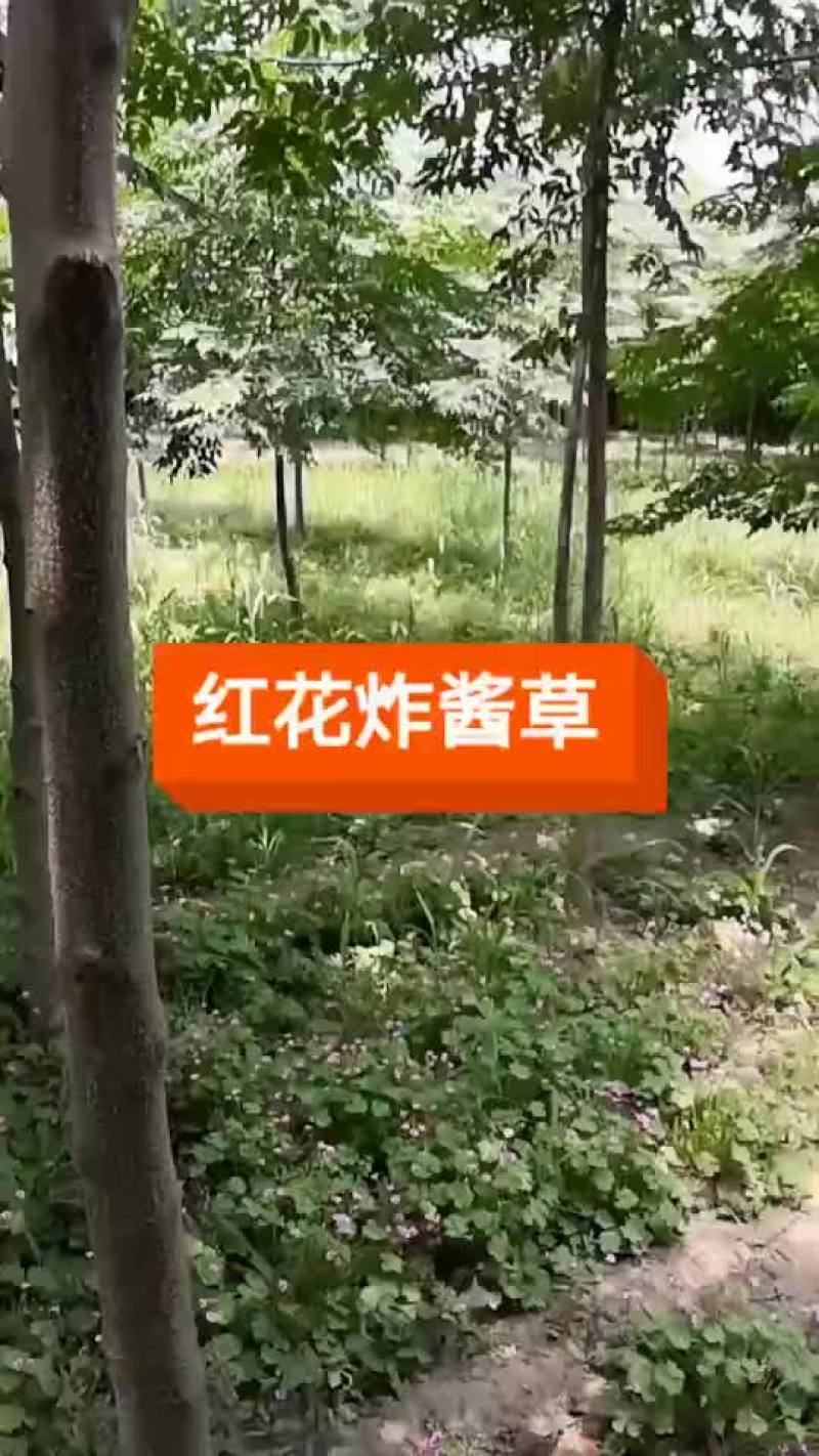 红花炸酱草