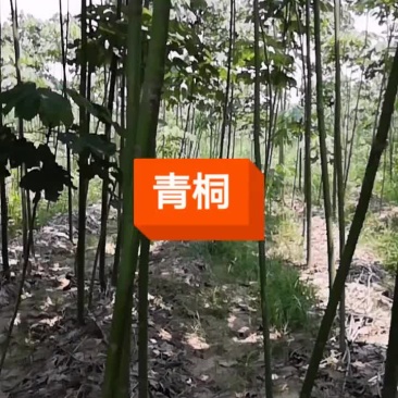 青铜