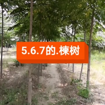 楝树