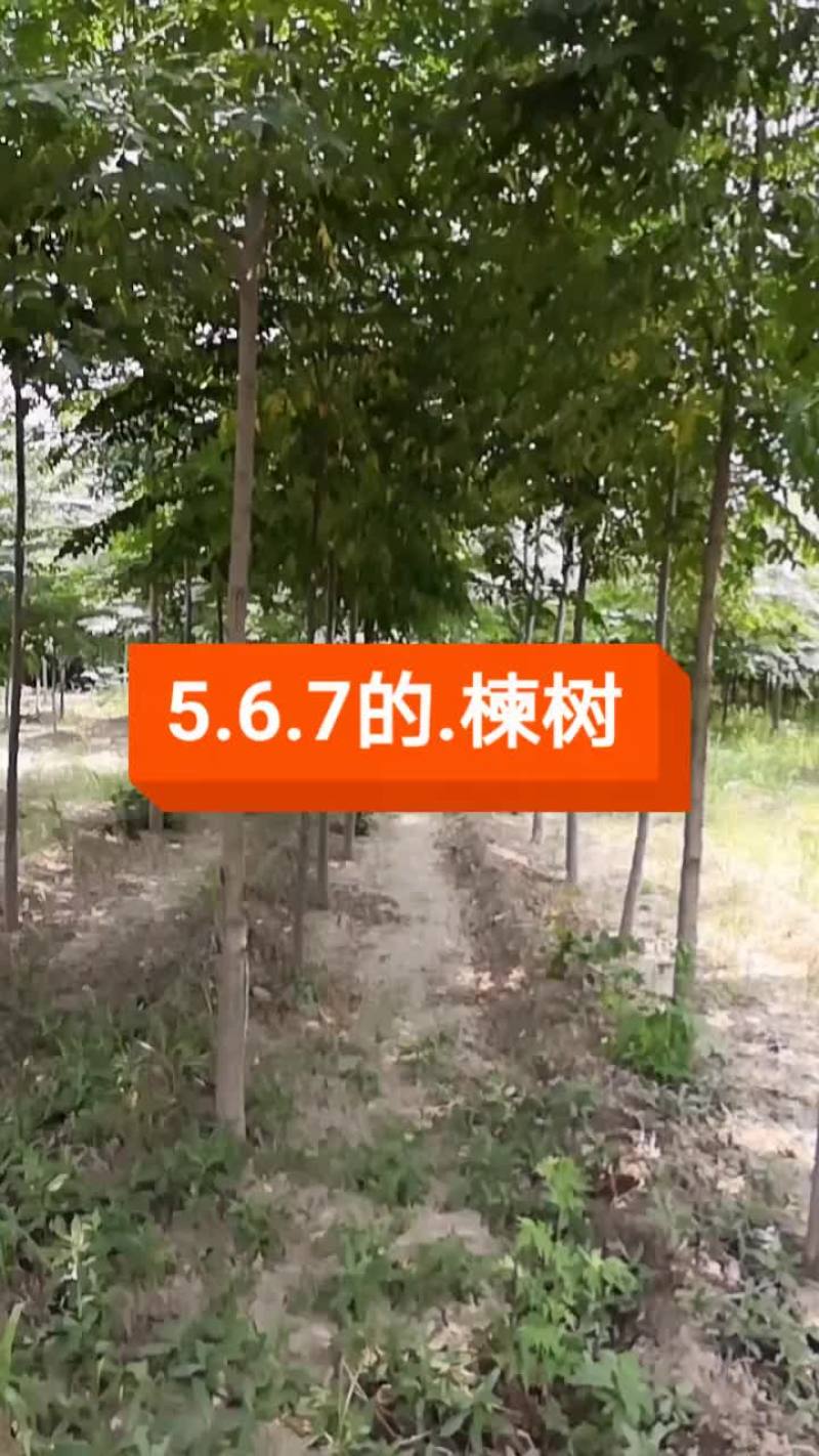 楝树