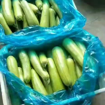 西葫芦