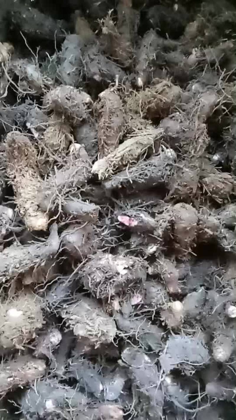 草血竭