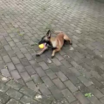 老血，马犬