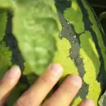 辽宁吉林精品甜王西瓜代发全国产地一条龙服务