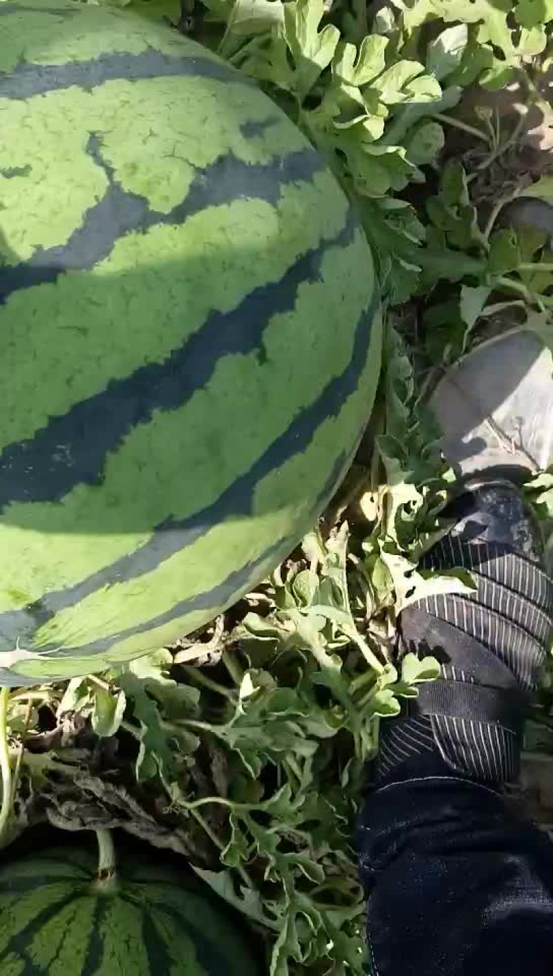 辽宁吉林精品甜王西瓜代发全国产地一条龙服务