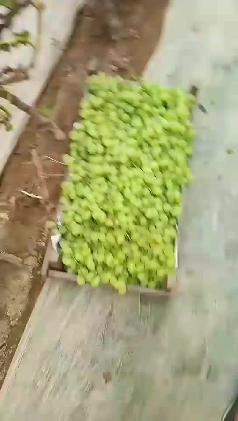 京亚，巨峰，维多利亚，大量上市了，