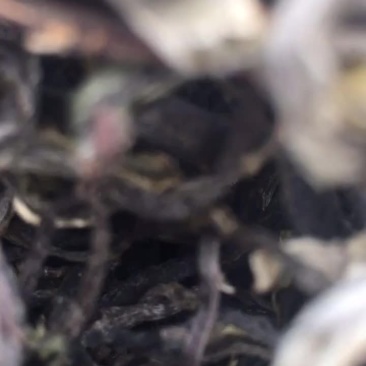 古树茶