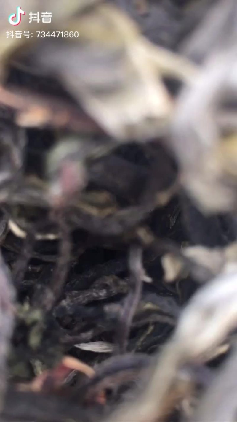 古树茶
