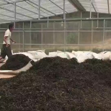 普洱茶