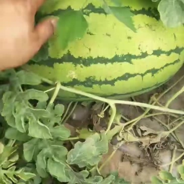 定襄沙地西瓜大量上