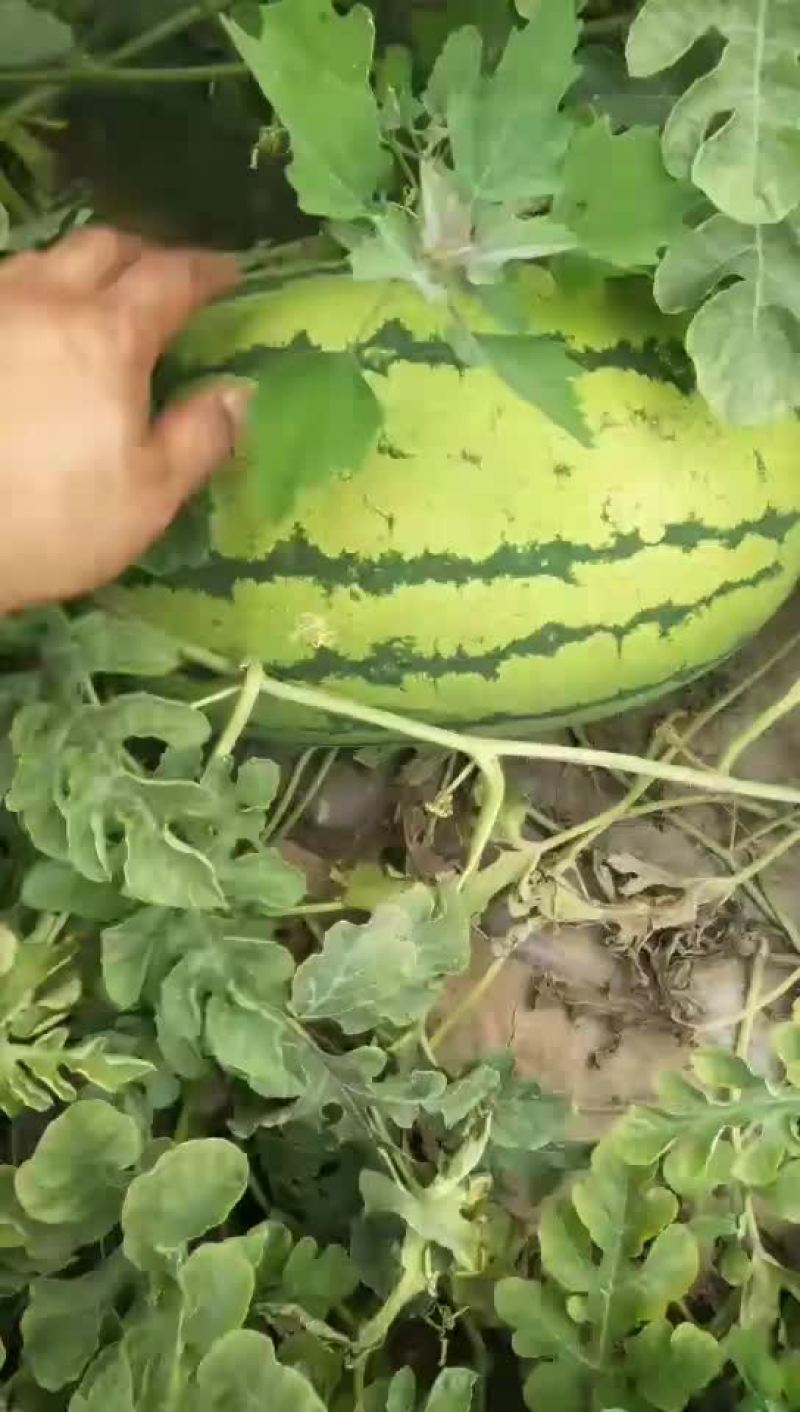 定襄沙地西瓜大量上