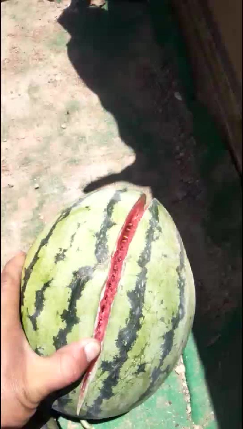 定襄沙地西瓜大量上