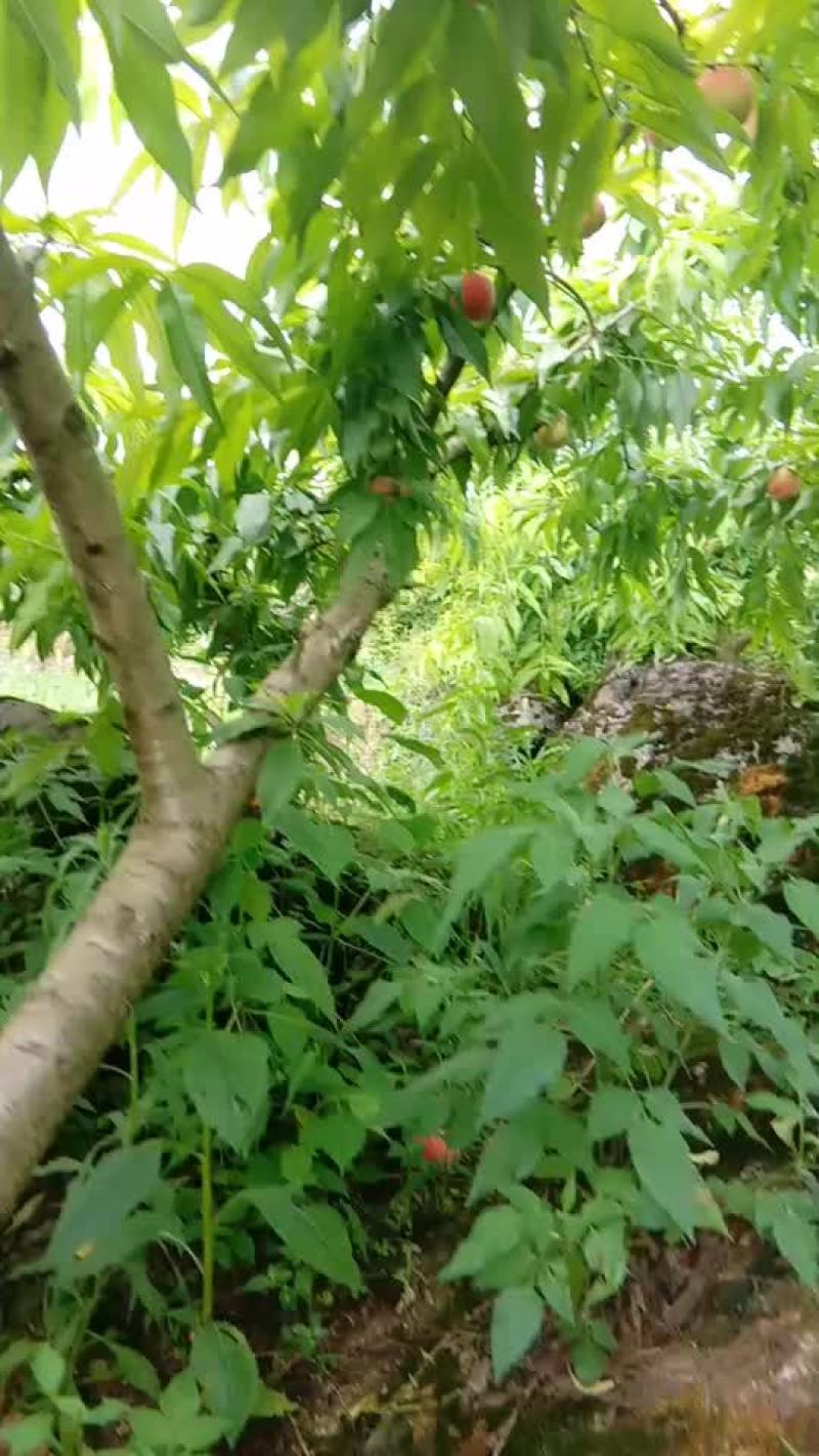 红不软利壶桃，脆甜，硬度很好
