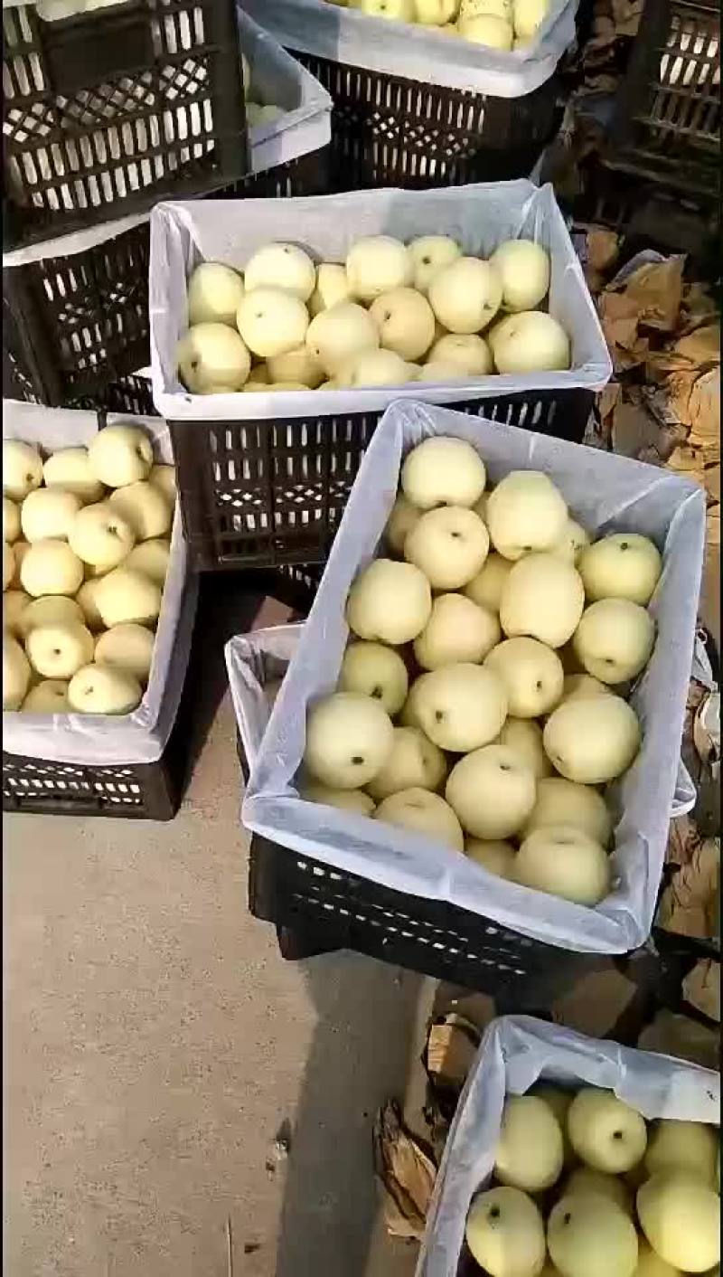 白黄冠梨