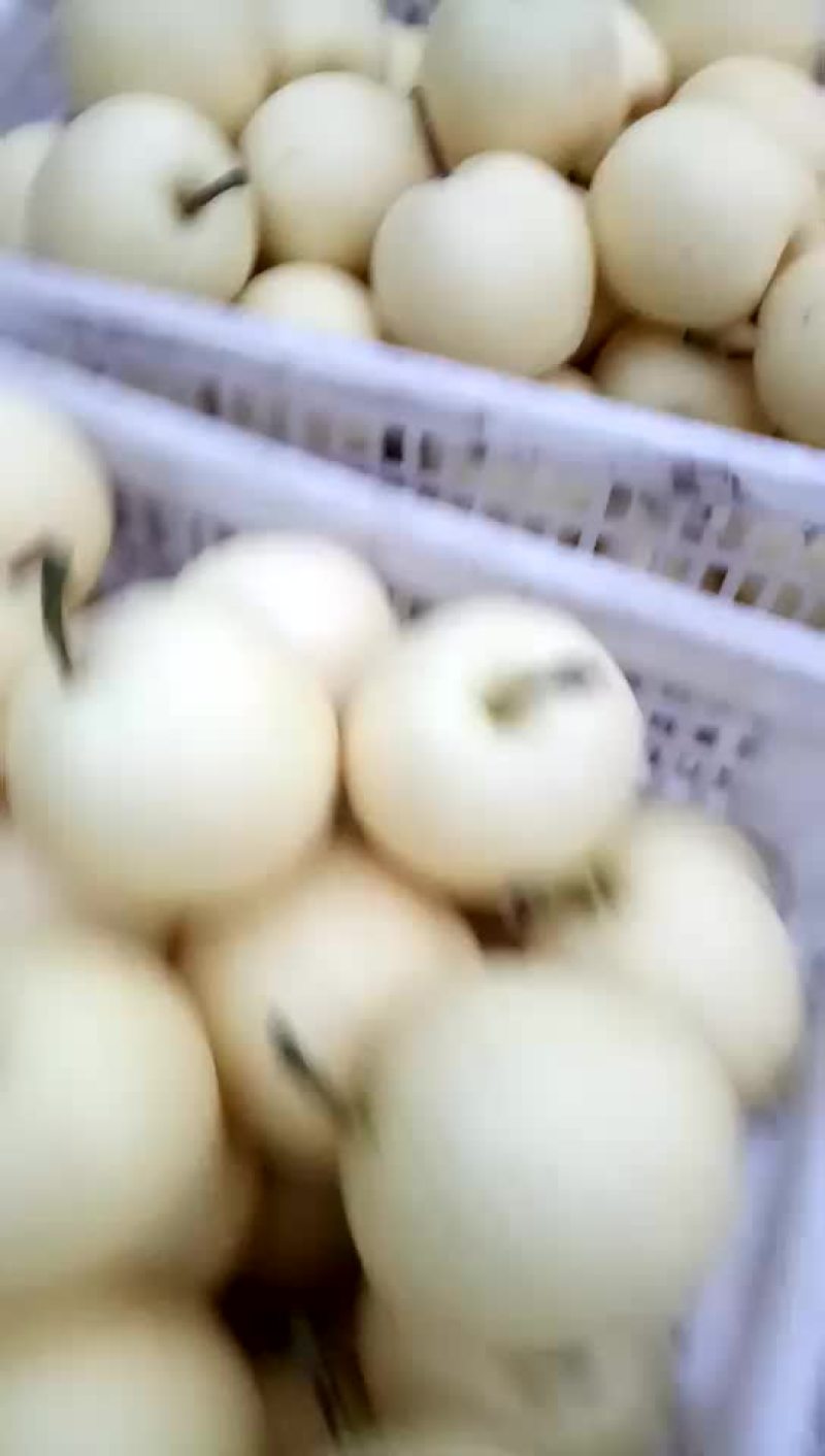 白黄冠梨