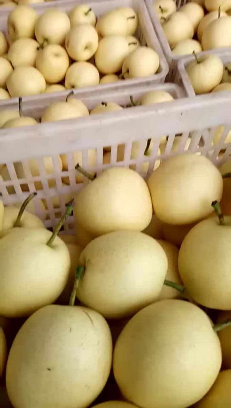 白黄冠梨