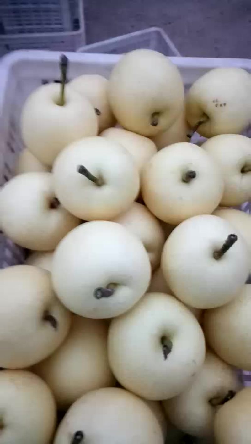 白黄冠梨