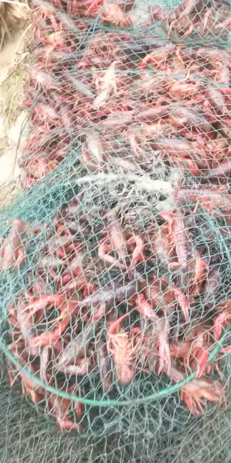 本地泉水小龙虾，让你体验不一样的味道！