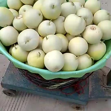 伊丽莎白，
