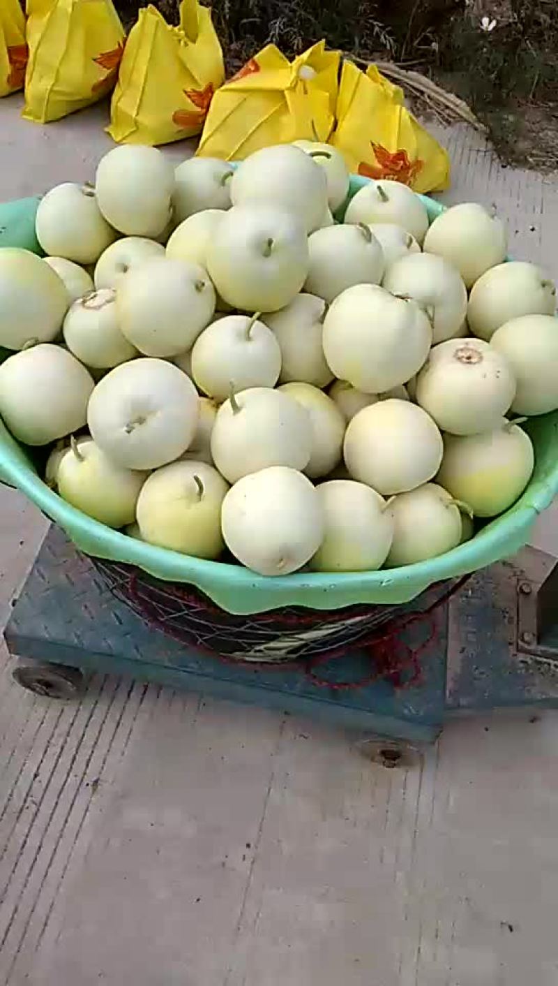伊丽莎白，