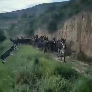 驴苗有需要的联系哦快快行动