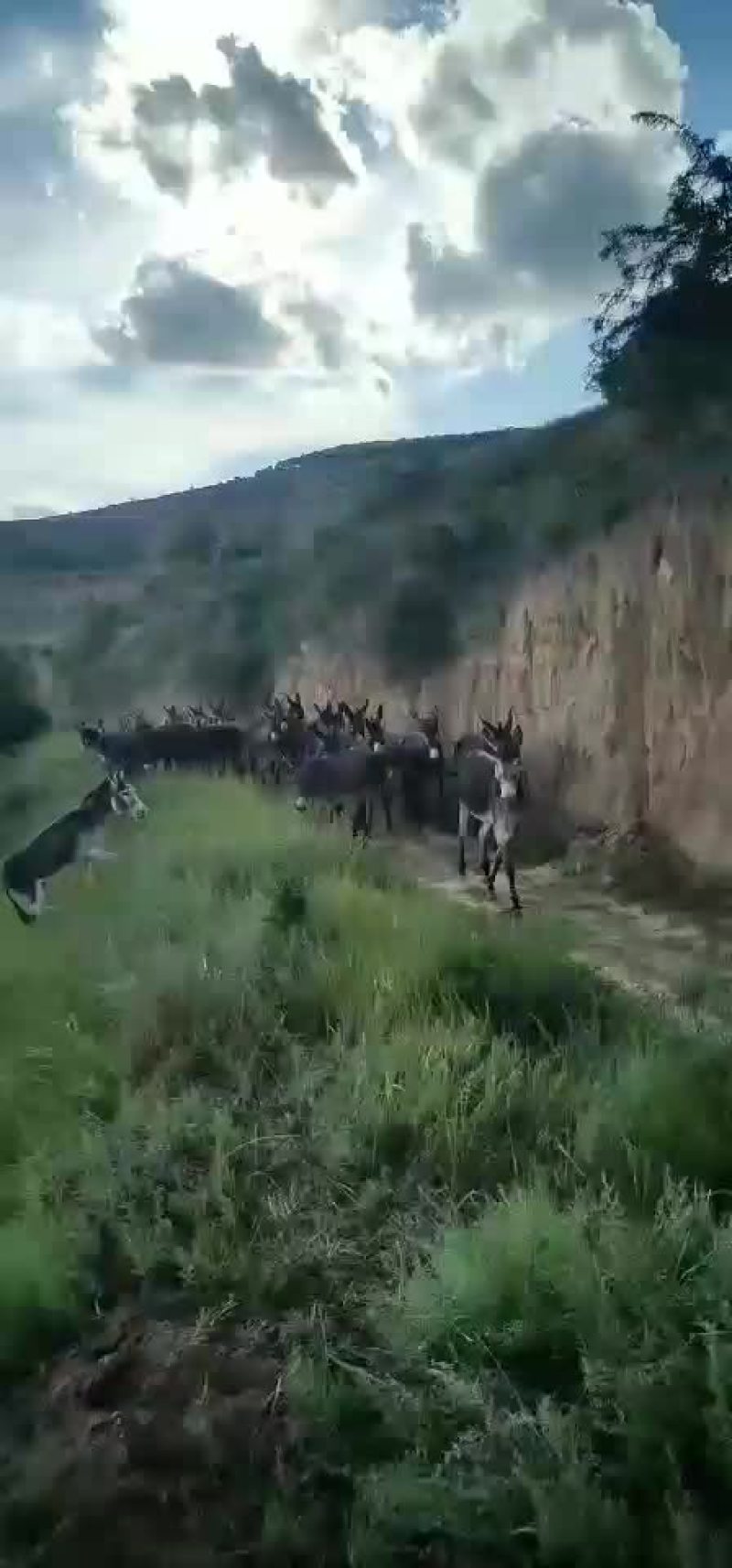 驴苗有需要的联系哦快快行动