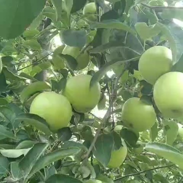 脆甜的果美八